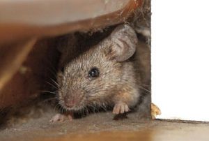 Attic Rodent Removal