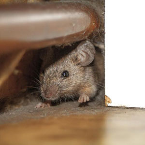 Attic Rodent Removal