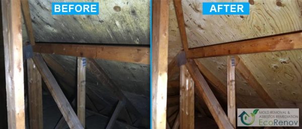 Attic decontamination in Dorval