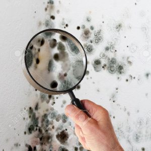 Mold: Analysis of the Causes