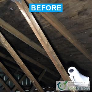 Attic Mold Remediation Cote-Saint-Luc