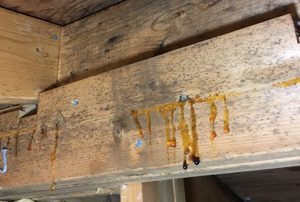 Attic Mold Remediation Pointe-Claire