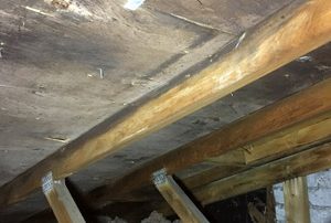 Attic Mold Remediation West Island