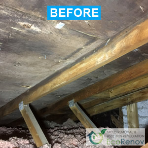 Attic Mold Remediation West Island