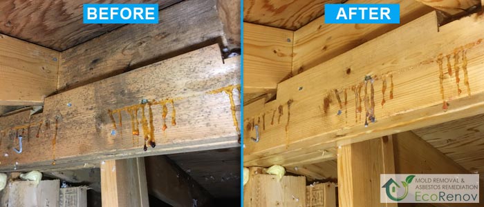 Attic Mold Removal, Laval (Before/After)