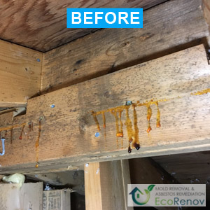 Attic Mold Removal in Laval, Mold Problems