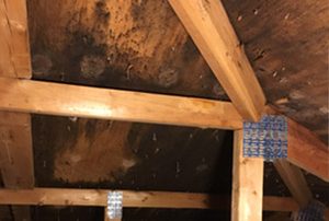 Attic Mold Removal in Montreal, Before