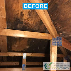 Attic Mold Removal in Montreal, Before