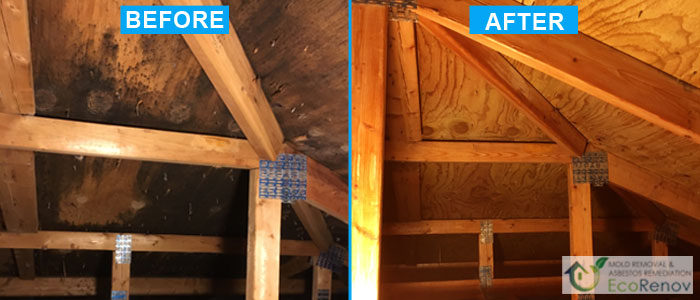Attic Mold Removal, Montreal (Before/After)