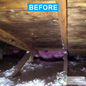 Attic Mold Decontamination, Ville Saint-Laurent