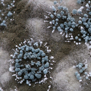 Air quality testing for mold