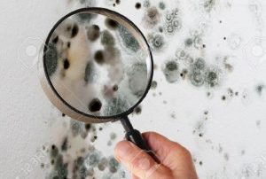 Recognize Signs of Mold