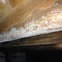 What Is White Mold