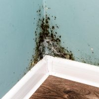 What is mold