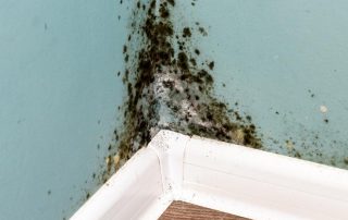 What is mold