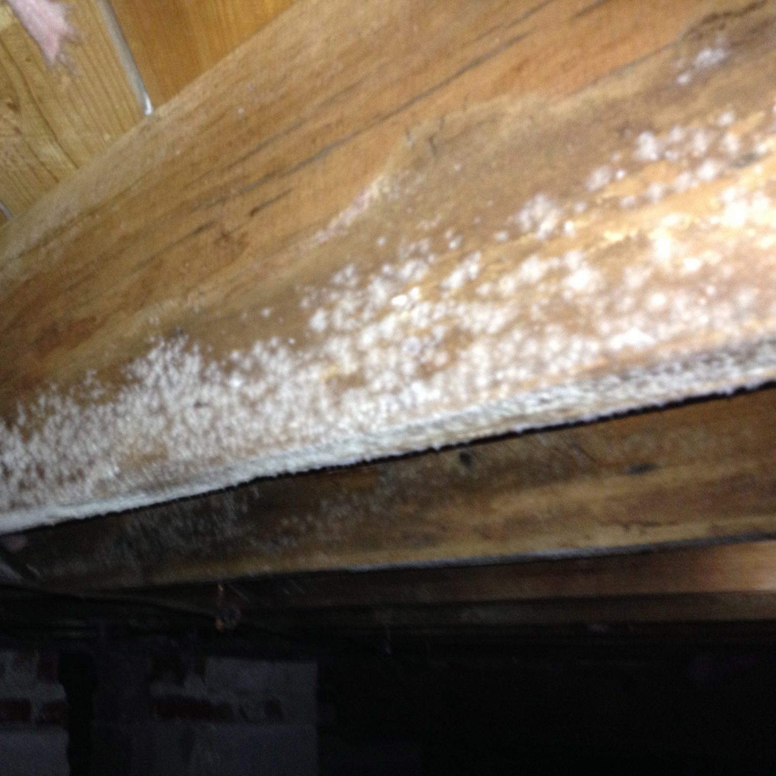 Moisissure dans un logement en location