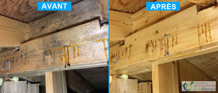 Décontamination moisissures entretoit, moisissures sur fermes de toit (chevrons)