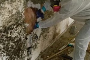 Expert en décontamination de moisissures (Montréal, Laval & Longueuil)